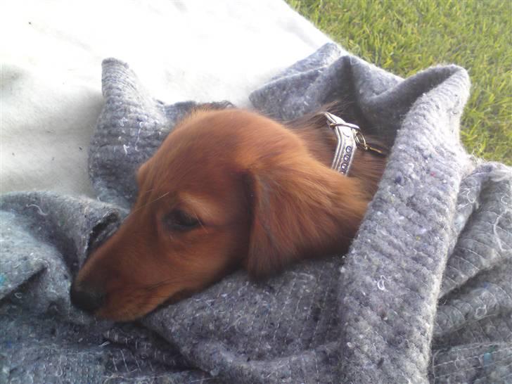 Gravhund Åbjergs Aroija - Simba - Se jeg har fået ny BLING BLING halsbånd :) billede 11