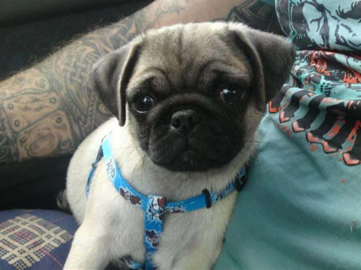 Mops Puggy billede 1