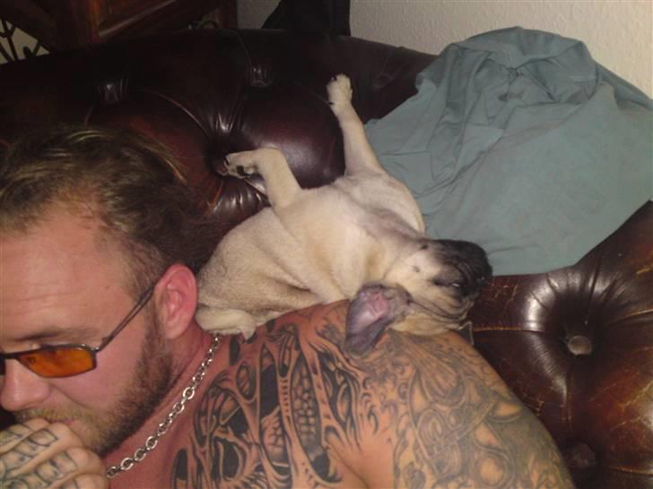 Mops Puggy billede 2