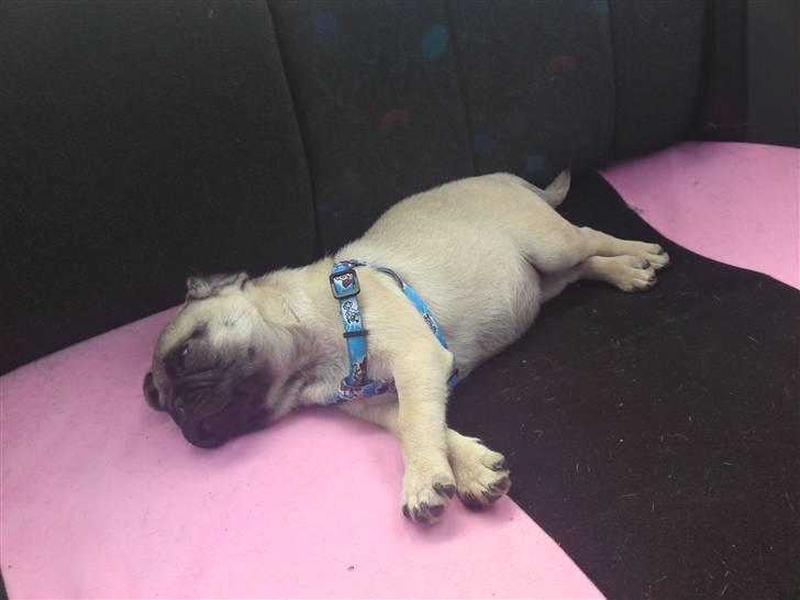 Mops Puggy billede 3