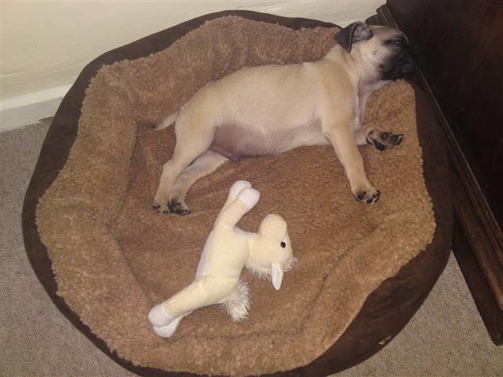 Mops Puggy billede 4