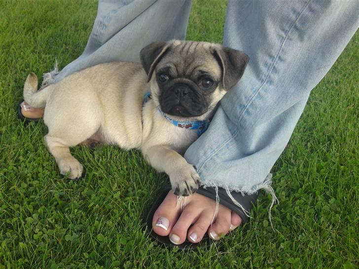 Mops Puggy billede 5