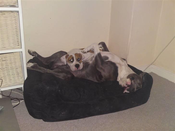 Blanding af racer Tass *RIP* billede 11