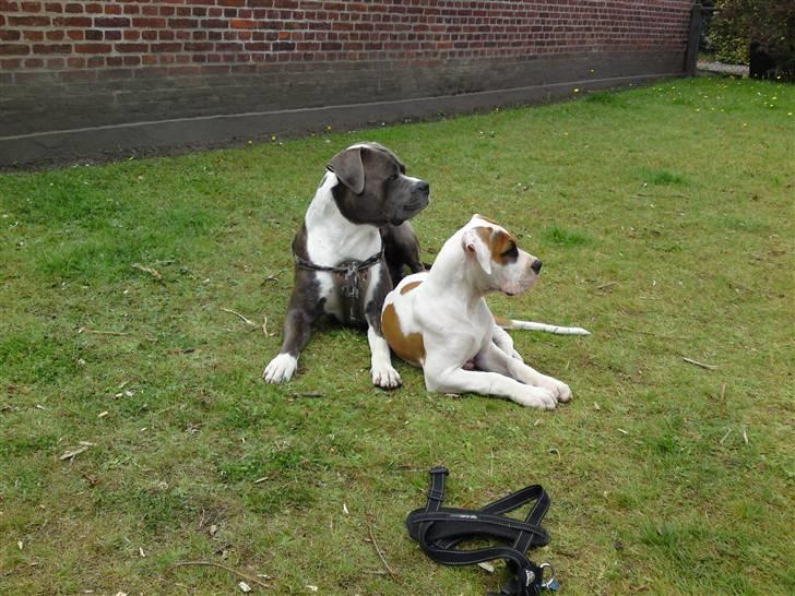 Blanding af racer Tass *RIP* billede 12