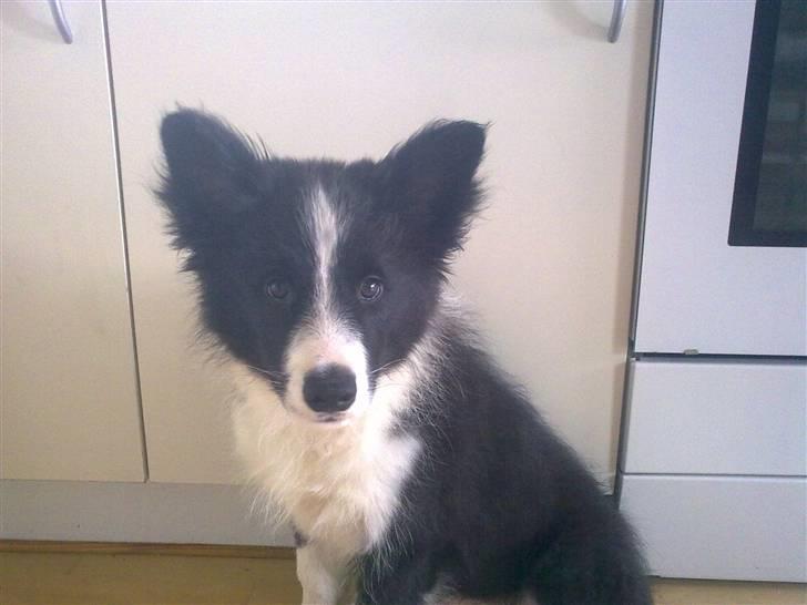 Border collie Kojima's Fifth Phantom billede 8