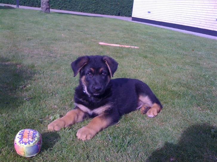 Schæferhund Kenzo billede 15