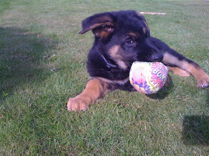 Schæferhund Kenzo billede 16