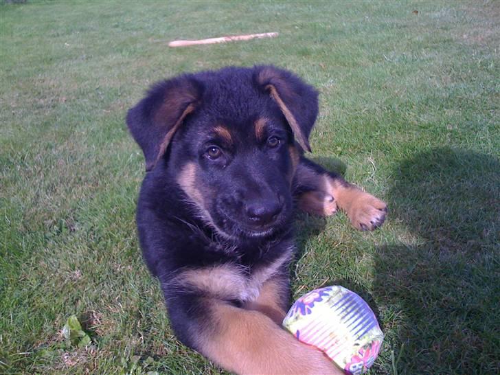 Schæferhund Kenzo billede 17