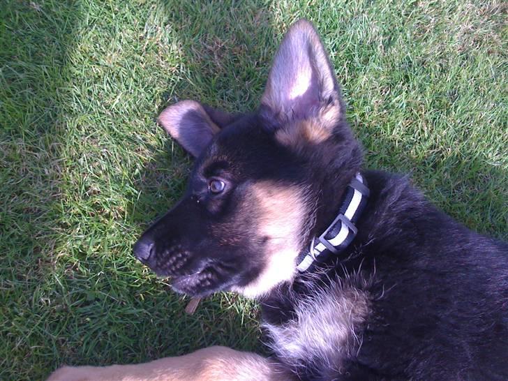 Schæferhund Kenzo billede 18