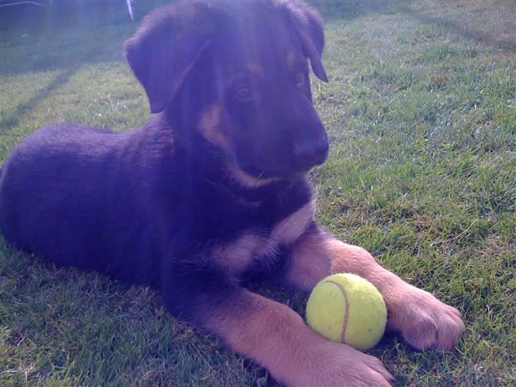 Schæferhund Kenzo billede 19