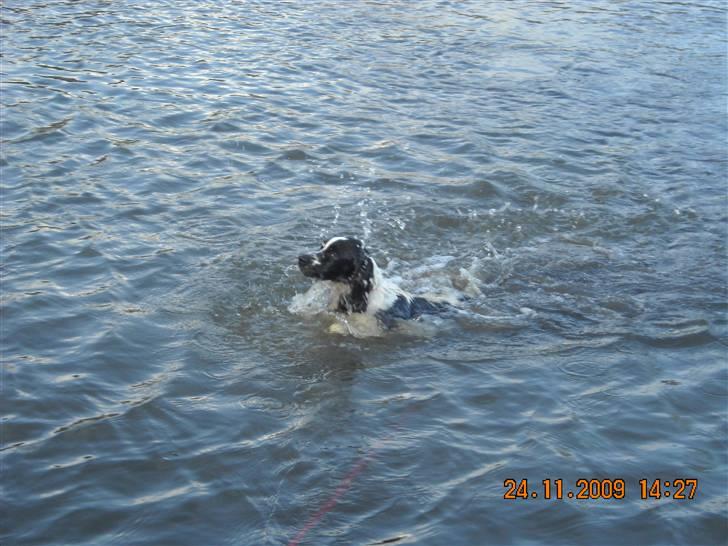 Cocker spaniel Mie - Hun er ikke kun en sne hund men også en vandhund billede 11