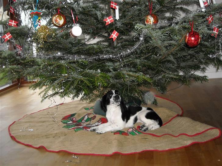 Cocker spaniel Mie - Jeg fik jo Mie i julegave =) billede 12