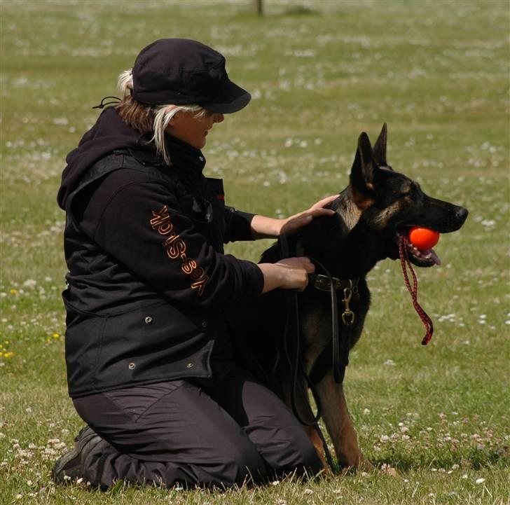 Schæferhund Laguso Qatto billede 7