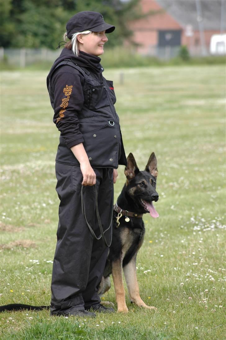 Schæferhund Laguso Qatto billede 8