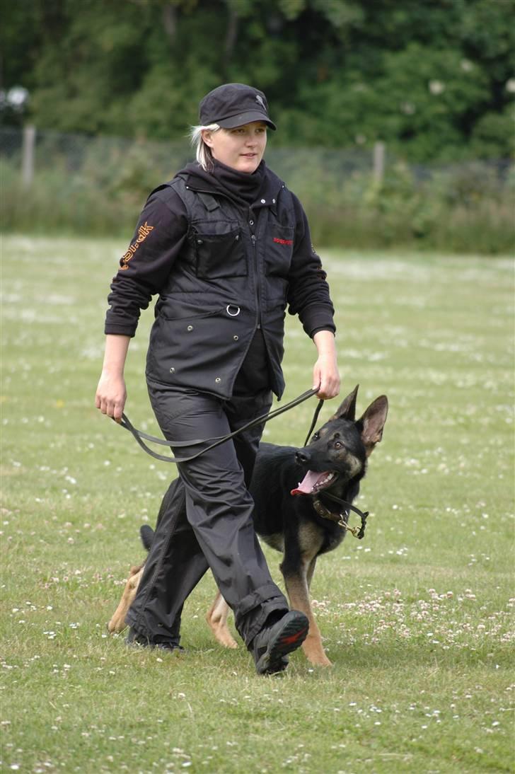 Schæferhund Laguso Qatto billede 9