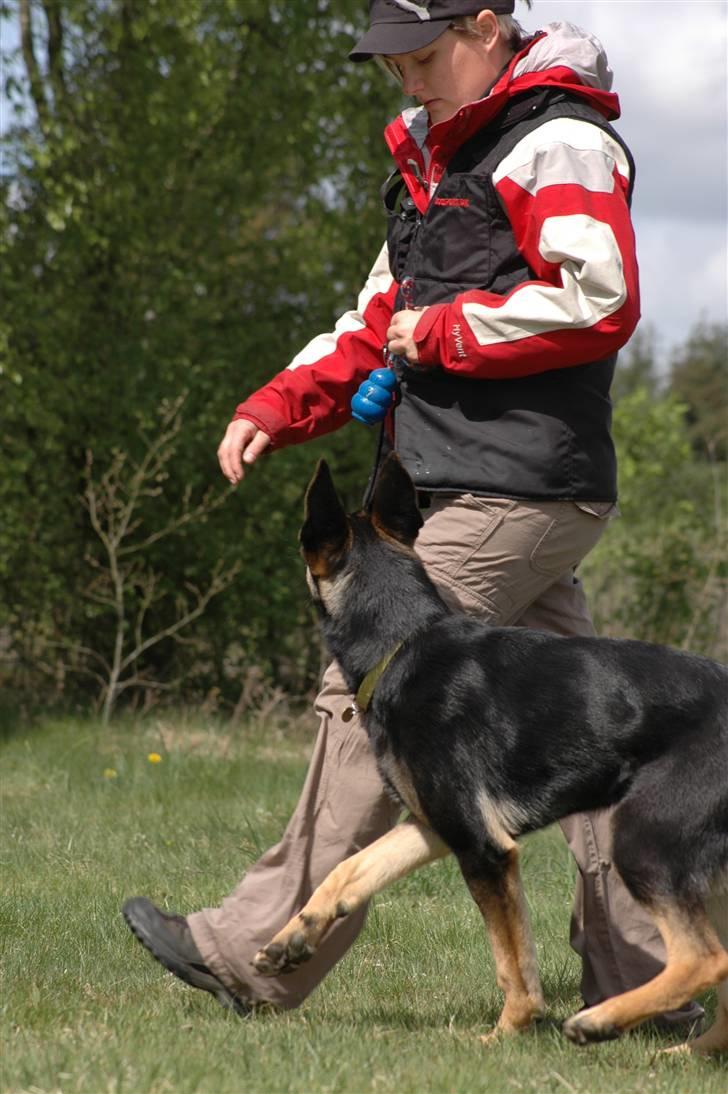 Schæferhund Laguso Qatto billede 10