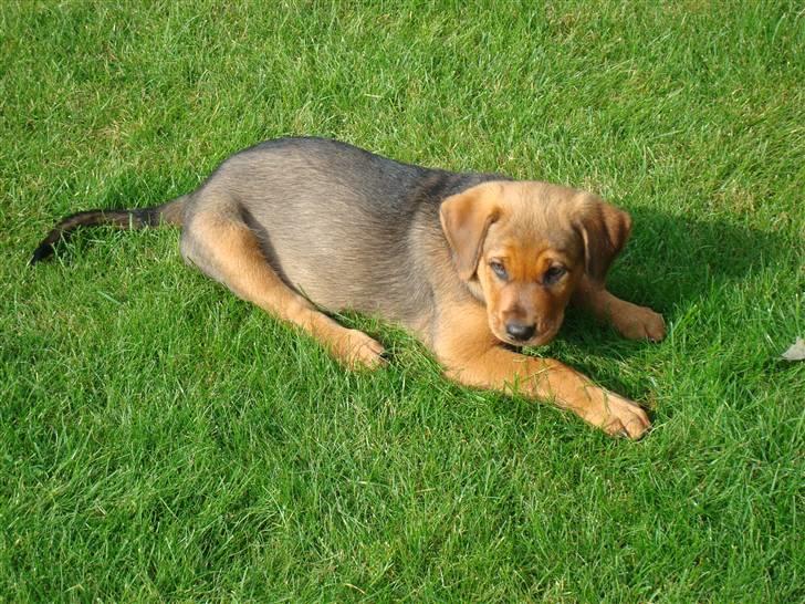 Blanding af racer * Cille * <3 billede 12