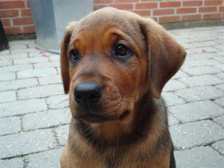 Blanding af racer * Cille * <3 billede 13