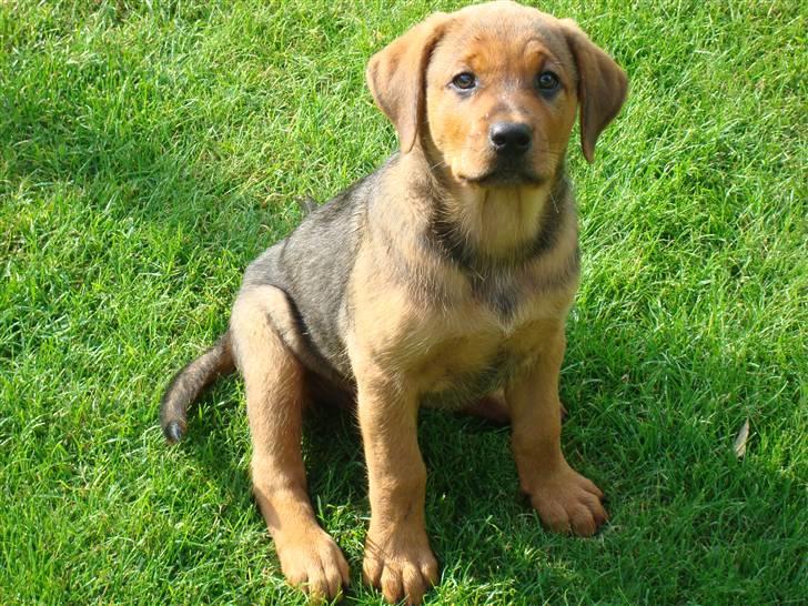 Blanding af racer * Cille * <3 billede 14