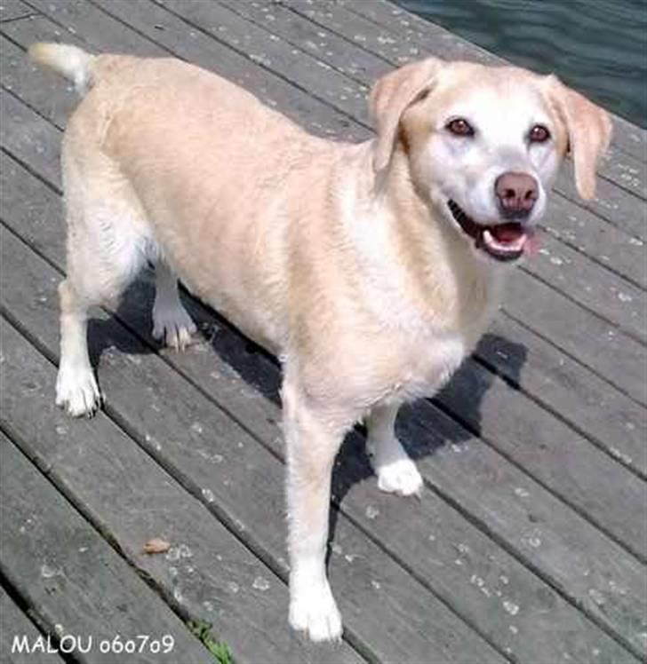 Labrador retriever Malou  R.I.P. 7-10-10 - Må jeg hoppe i? billede 1
