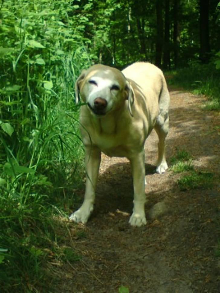 Labrador retriever Malou  R.I.P. 7-10-10 - Nyder livet i Hareskoven d. 26.5.10 billede 2