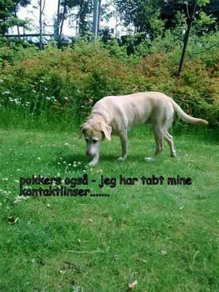 Labrador retriever Malou  R.I.P. 7-10-10 billede 3