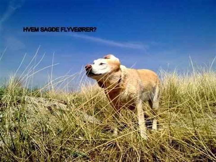 Labrador retriever Malou  R.I.P. 7-10-10 billede 4