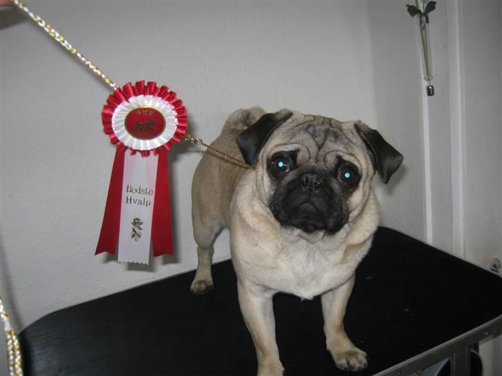 Mops *RBM* Omar Pug Altbox  *Frodo* - Frodo BIR hvalp på skuet i Brørup nov. 2009 billede 16