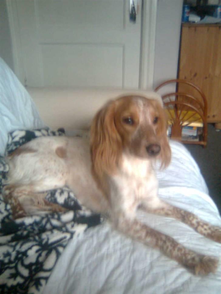 Welsh springer spaniel mollie billede 1