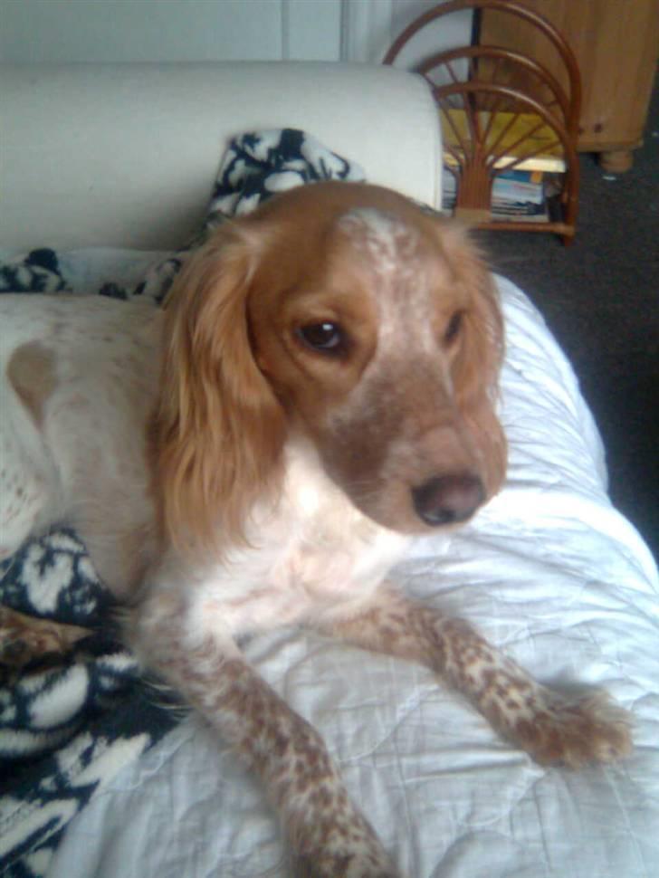 Welsh springer spaniel mollie billede 2