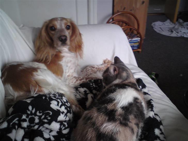 Welsh springer spaniel mollie billede 3