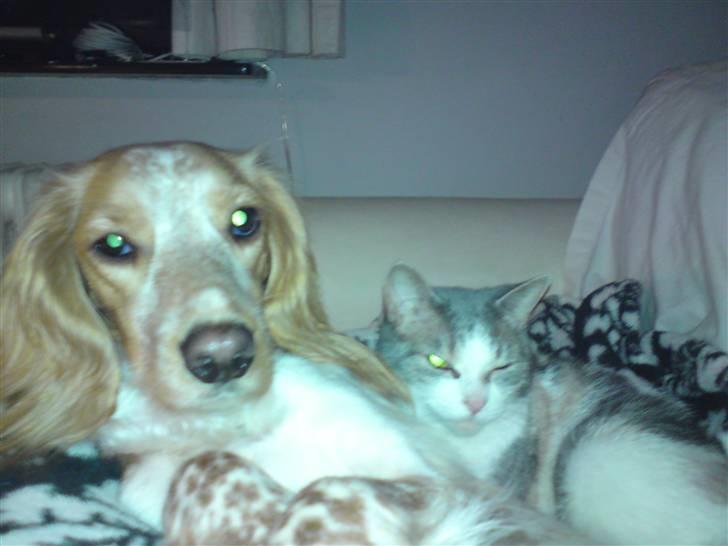 Welsh springer spaniel mollie billede 4