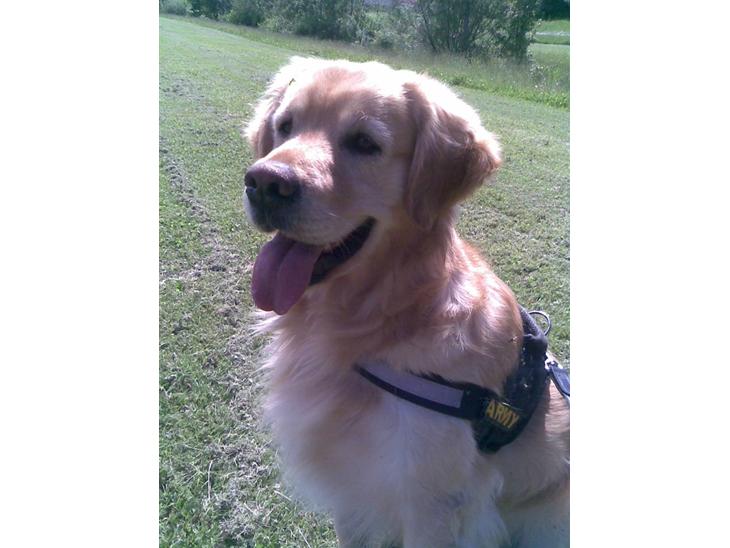 Golden retriever Figo - Er jeg ikke en dejlig dreng! billede 1
