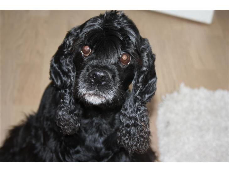 {{currentPhoto.altText}} billede {{currentPhoto.number}}