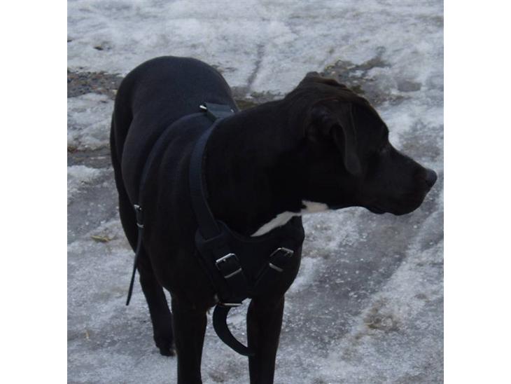 {{currentPhoto.altText}} billede {{currentPhoto.number}}