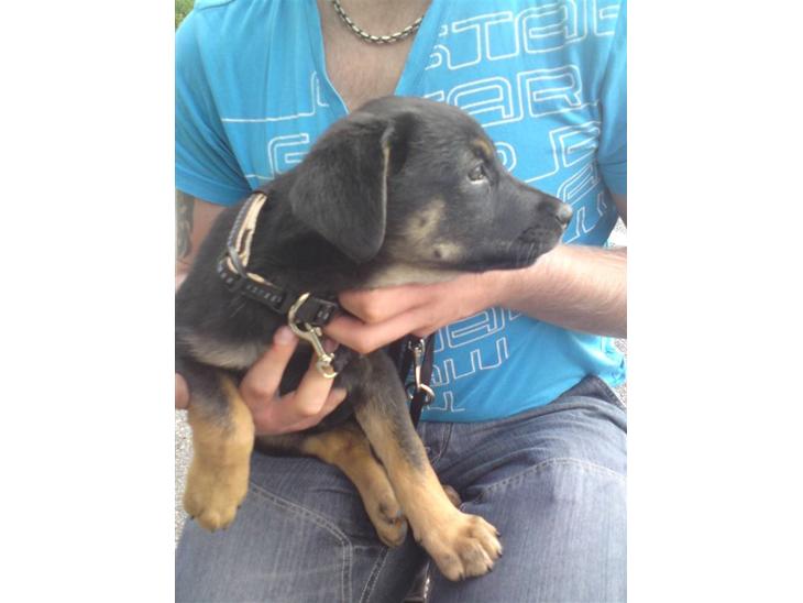 Blanding af racer Trille- solgt billede 1