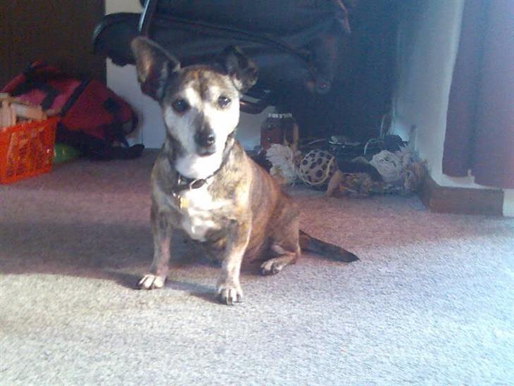 {{currentPhoto.altText}} billede {{currentPhoto.number}}