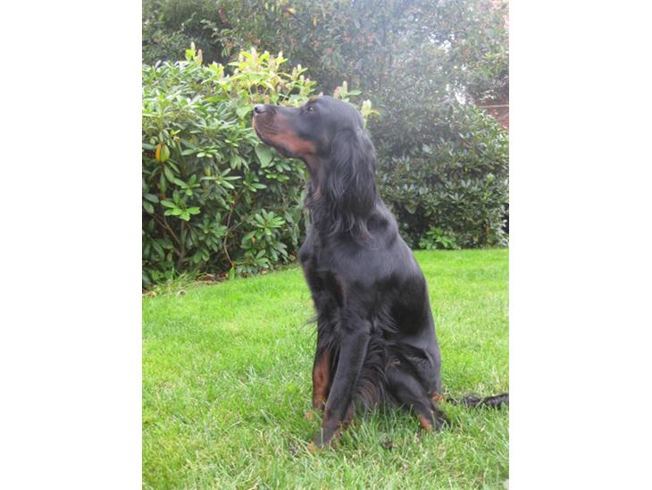Gordon setter Højtoftegaards Q Sadie billede 1
