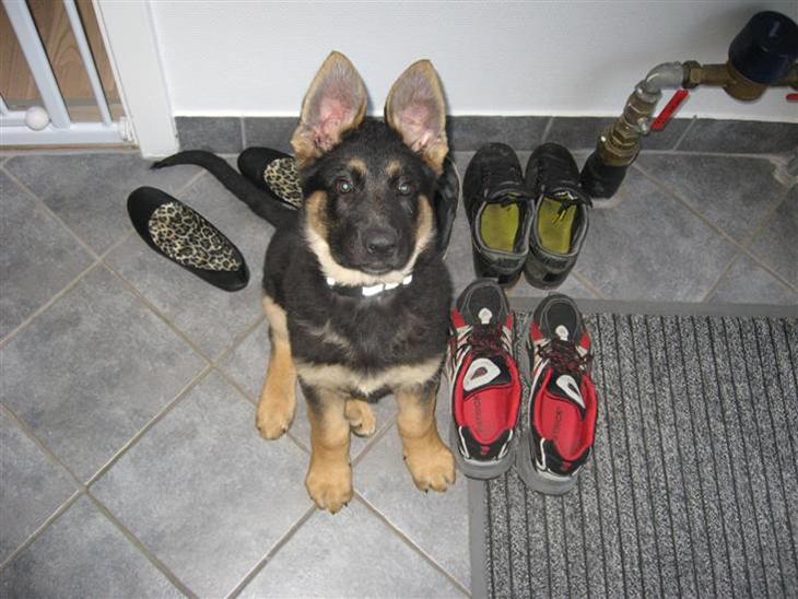 {{currentPhoto.altText}} billede {{currentPhoto.number}}