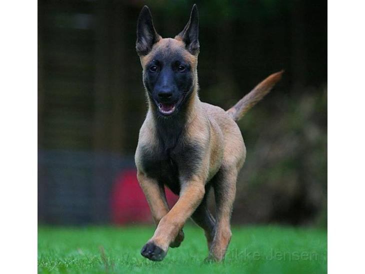 {{currentPhoto.altText}} billede {{currentPhoto.number}}