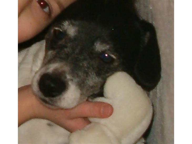 Dansk svensk gaardhund Luna (R.I.P) :'C Savnet! billede 1