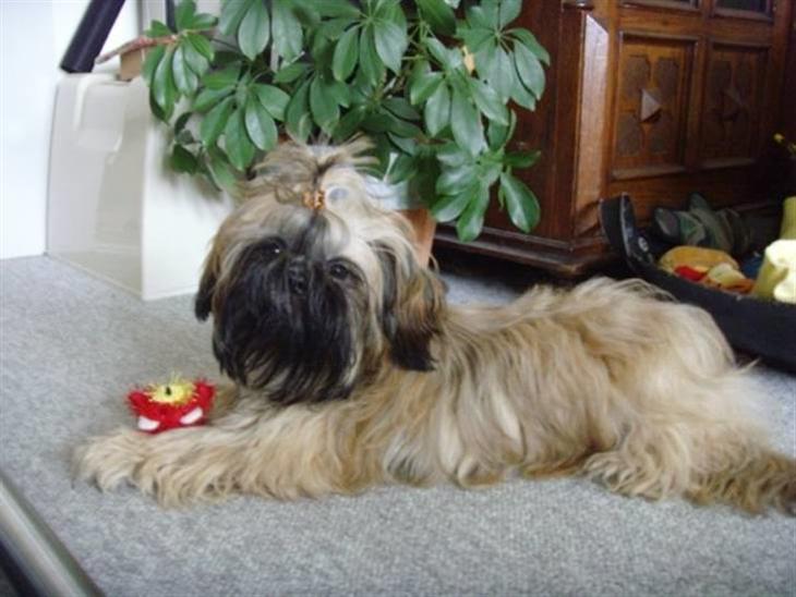 Shih tzu Tiki billede 1