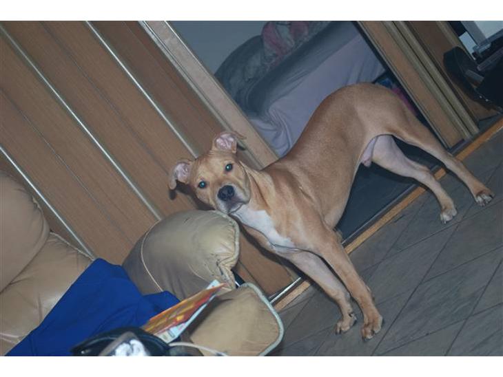 {{currentPhoto.altText}} billede {{currentPhoto.number}}