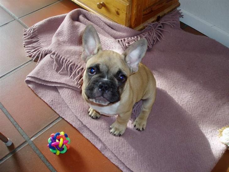 Fransk bulldog Gizmo - Hej mor :-) billede 1