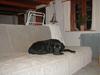 Labrador retriever Dumle