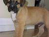 Amerikansk staffordshire terrier Primo