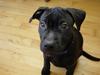 Amerikansk staffordshire terrier & Labrador bl. GINO