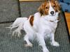 Kooikerhondje Zibbe