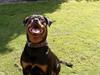 Rottweiler Clair (R.I.P 2010)