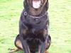Rottweiler Tyson ( R.I.P 2/10-2013)